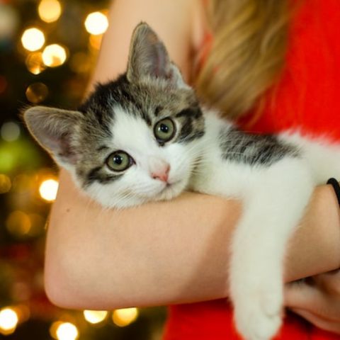 Capodanno in arrivo: come proteggere cani e gatti dai rumori