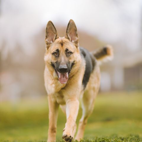 Le applicazioni della condroitina solfato per la cartilagine del cane