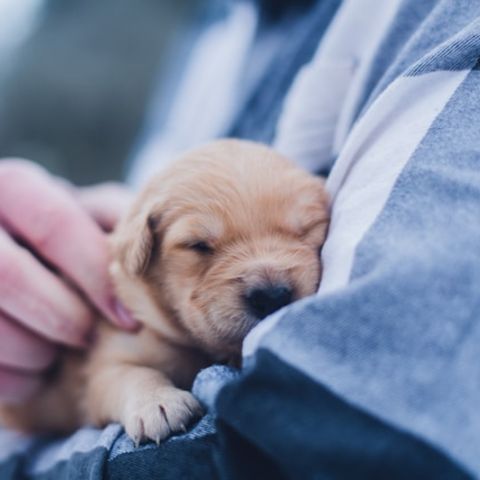 Cucciolo in arrivo: come introdurre un pet in famiglia