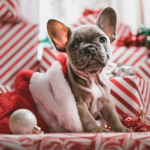 Decorazioni di Natale: quali possono essere velenose per cani e gatti?