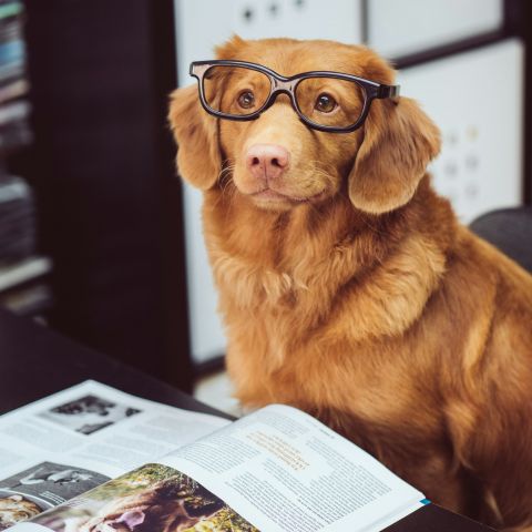 Come rinforzare il sistema immunitario del tuo cane