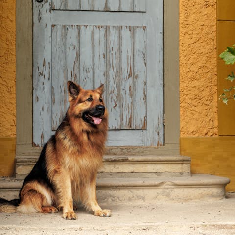 Displasia del gomito nel cane: che cos'è e come diagnosticarla?