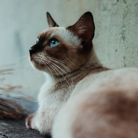 gatto siamese