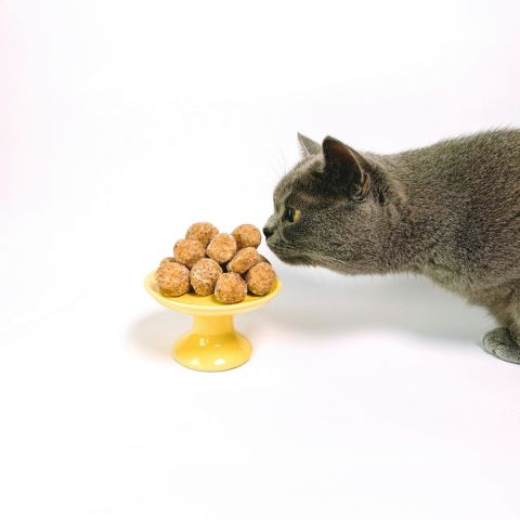 Gatto inappetente: di quali vitamine ha bisogno?