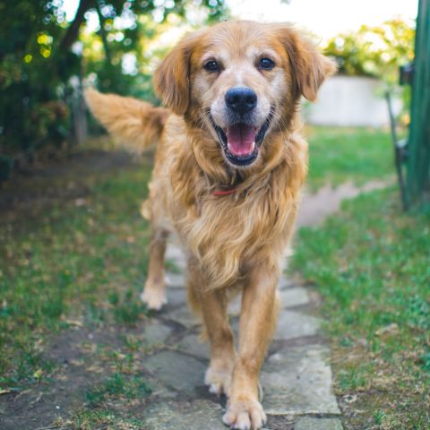 Integratori per cani anziani: come curare il benessere del tuo pet