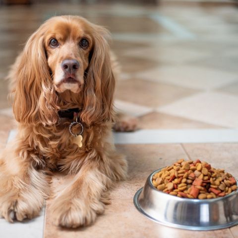 Integratori per cani: che cosa sono e come vanno somministrati