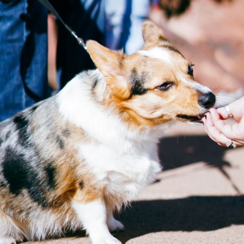 Integratori per le articolazioni del cane: perché sono utili?