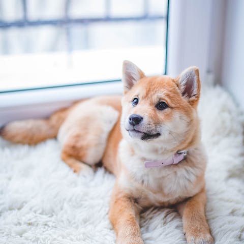 Le proprietà dermoprotettive dell'olio di canapa e i benefici per i cani