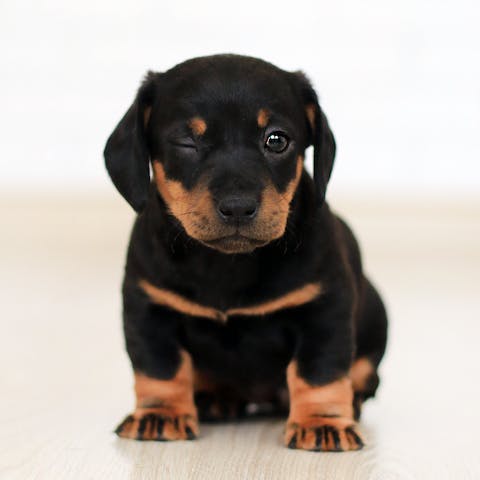 come allevare un rottweiler