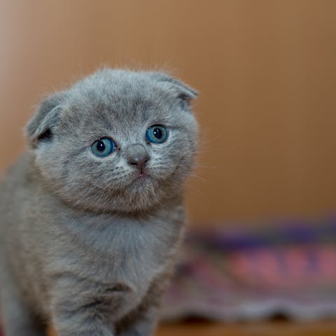 Scottish Fold e selezione genetica: quali sono le problematiche principali