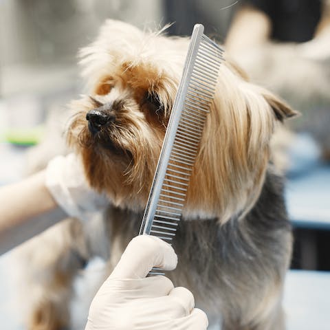 tolettatura cane quando è necessaria