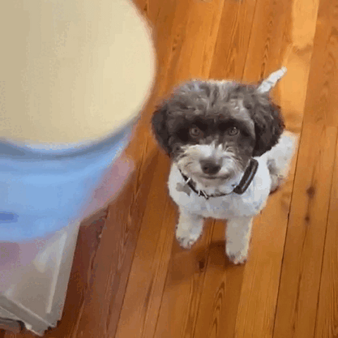 Longevity Pet ArtoPet Difesa | Integratore per articolazioni e ossa cane e gatto | Indicato contro artrosi e displasia dell’anca