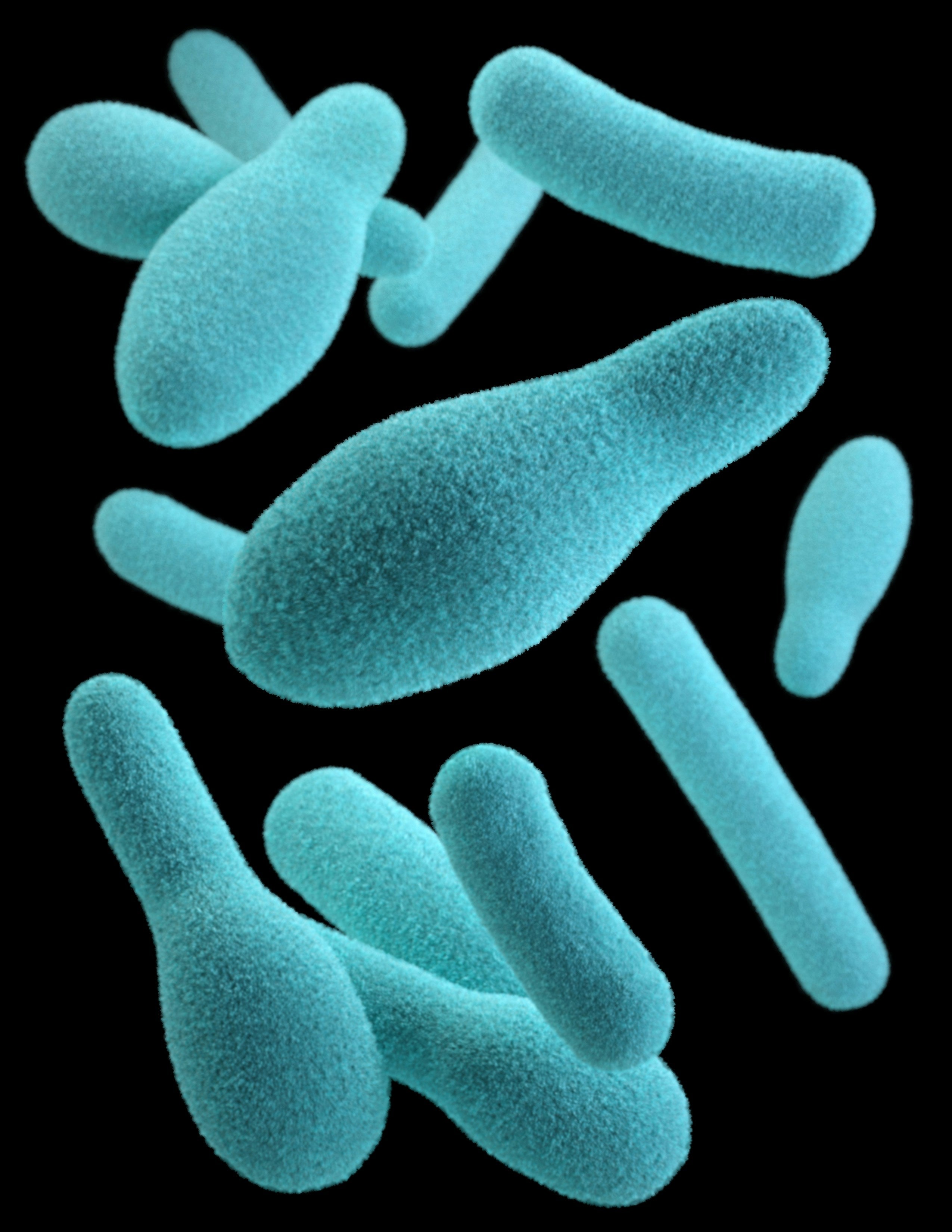 Lactobacillus Helveticus