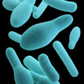 Lactobacillus Helveticus