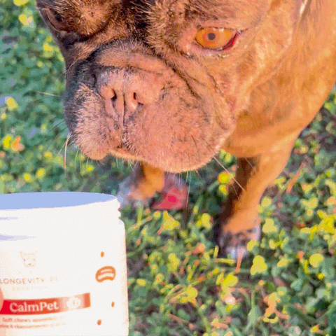 Longevity Pet CalmPet | Integratore per favorire il rilassamento di cane e gatto | Calmante naturale per cane e gatto | Contro paura, stress e agitazione di cani e gatti