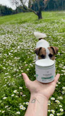 Longevity Pet ProbioticPet Cane | Integratore probiotico per l'equilibrio intestinale | Benessere intestinale del cane