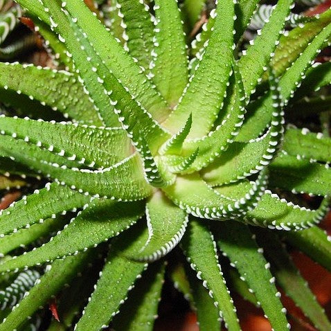 Aloe vera