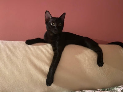 Bruce