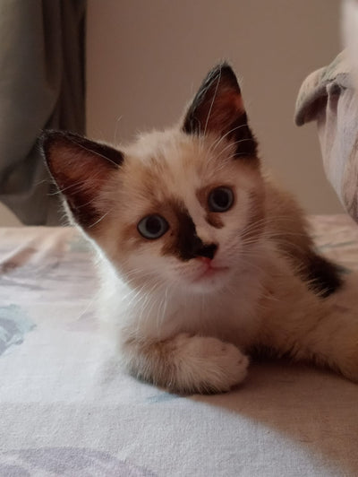 Calypso