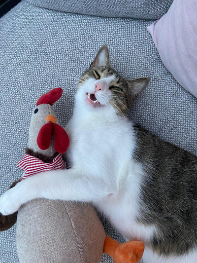 Mochi