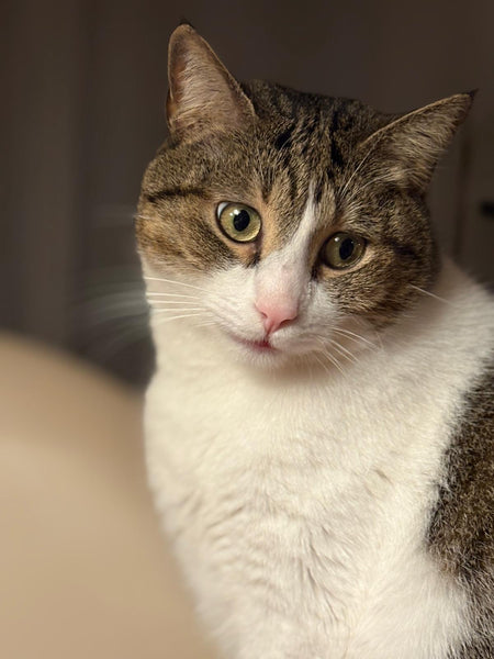 Mochi