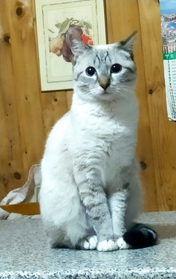 Foto prodotto ricevuto